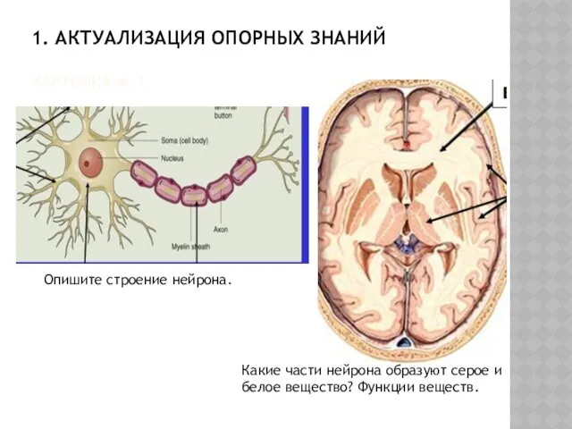 1. АКТУАЛИЗАЦИЯ ОПОРНЫХ ЗНАНИЙ КАРТОЧКА № 1. Опишите строение нейрона.