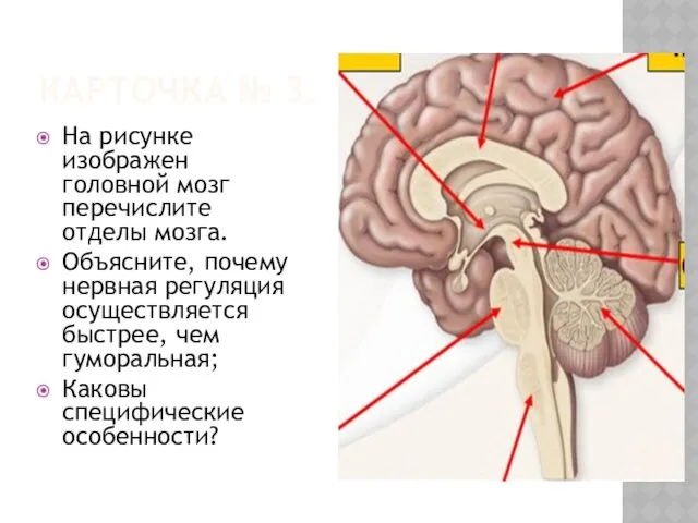 КАРТОЧКА № 3. На рисунке изображен головной мозг перечислите отделы