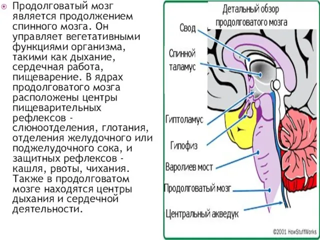 Продолговатый мозг является продолжением спинного мозга. Он управляет вегетативными функциями