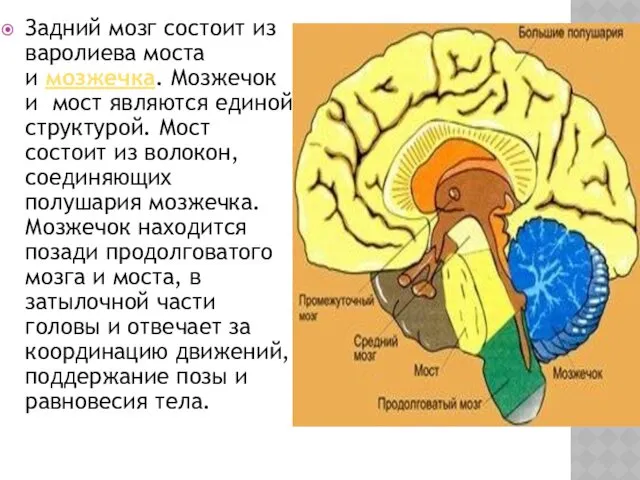 Задний мозг состоит из варолиева моста и мозжечка. Мозжечок и