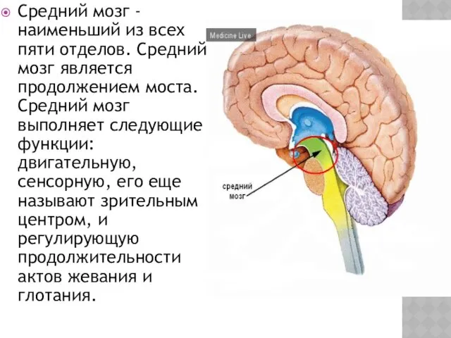 Средний мозг - наименьший из всех пяти отделов. Средний мозг