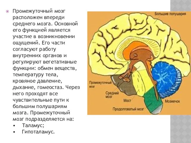 Промежуточный мозг расположен впереди среднего мозга. Основной его функцией является