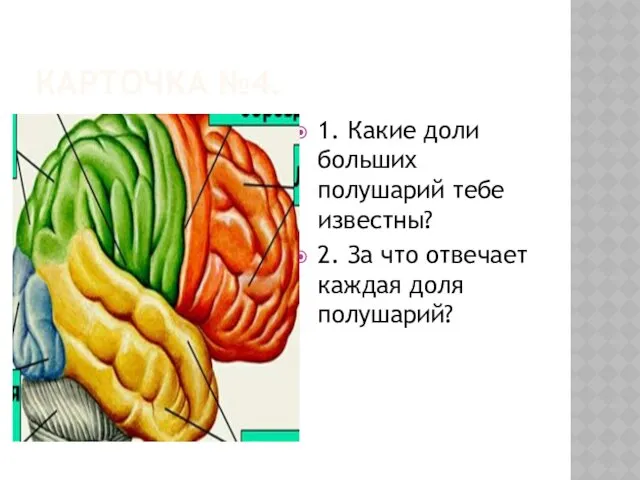 КАРТОЧКА №4. 1. Какие доли больших полушарий тебе известны? 2. За что отвечает каждая доля полушарий?