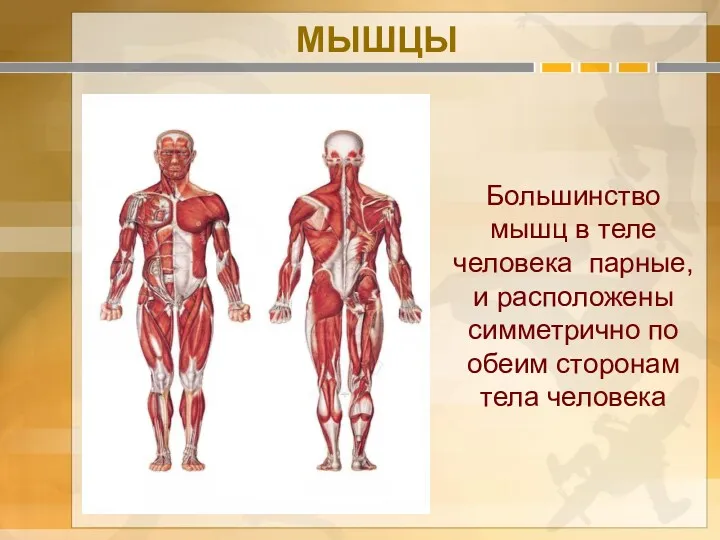 Большинство мышц в теле человека парные, и расположены симметрично по обеим сторонам тела человека МЫШЦЫ