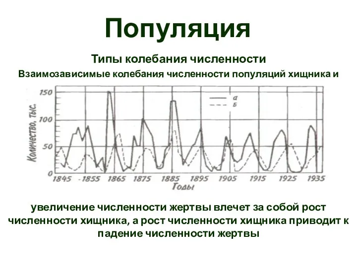 Популяция Типы колебания численности Взаимозависимые колебания численности популяций хищника и