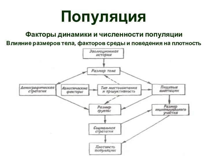 Популяция Факторы динамики и численности популяции Влияние размеров тела, факторов среды и поведения на плотность популяции