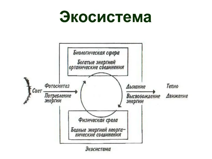 Экосистема