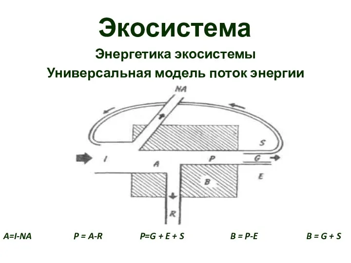 Экосистема Энергетика экосистемы Универсальная модель поток энергии A=I-NA P =