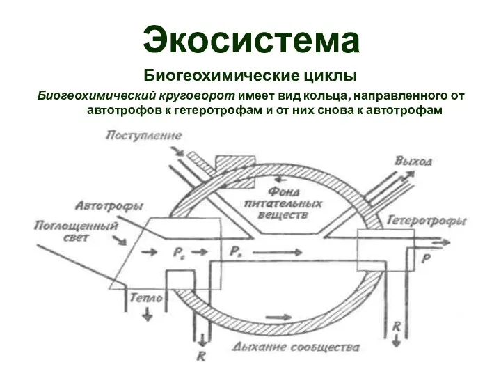 Экосистема Биогеохимические циклы Биогеохимический круговорот имеет вид кольца, направленного от