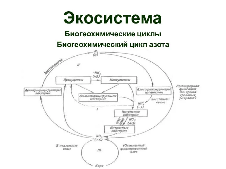 Экосистема Биогеохимические циклы Биогеохимический цикл азота