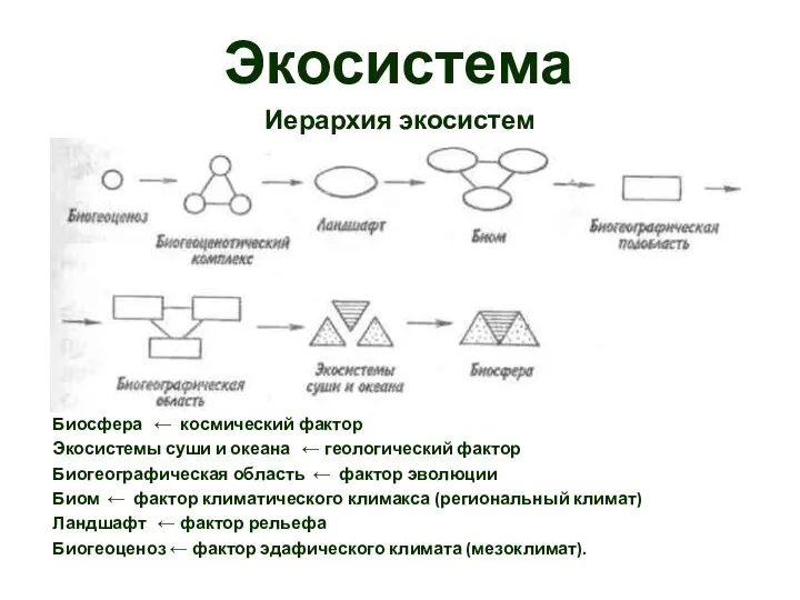 Экосистема Иерархия экосистем Биосфера ← космический фактор Экосистемы суши и