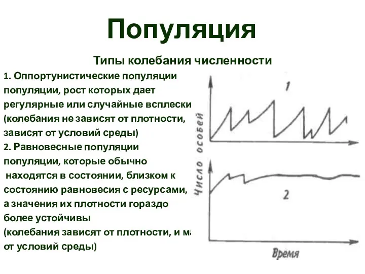 Популяция Типы колебания численности 1. Оппортунистические популяции популяции, рост которых