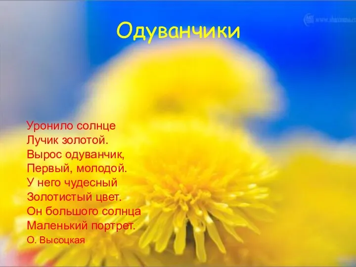 Одуванчики Уронило солнце Лучик золотой. Вырос одуванчик, Первый, молодой. У