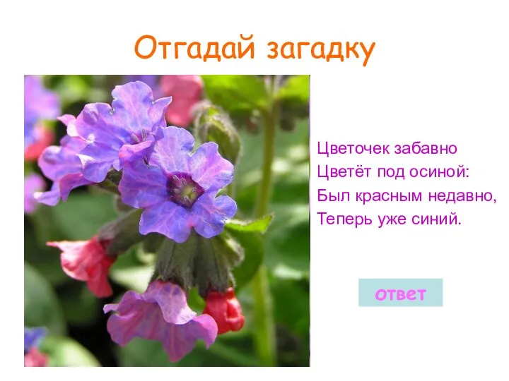 Отгадай загадку Цветочек забавно Цветёт под осиной: Был красным недавно, Теперь уже синий. ответ