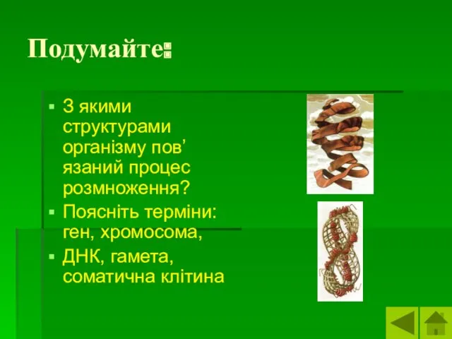 Подумайте: З якими структурами організму пов’язаний процес розмноження? Поясніть терміни: ген, хромосома, ДНК, гамета, соматична клітина