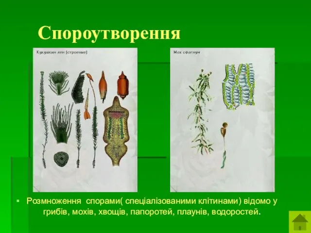 Спороутворення Розмноження спорами( спеціалізованими клітинами) відомо у грибів, мохів, хвощів, папоротей, плаунів, водоростей.