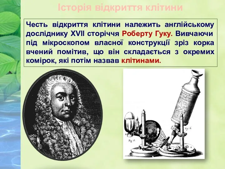 Честь відкриття клітини належить англійському досліднику XVII сторіччя Роберту Гуку.