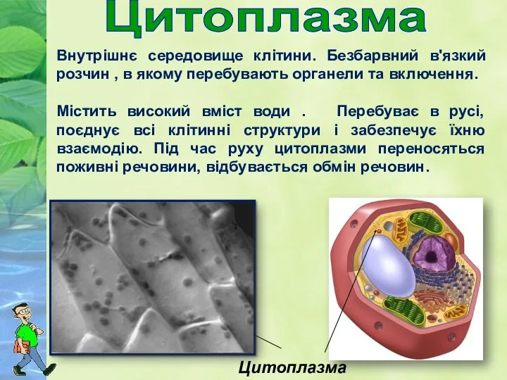 Цитоплазма Внутрішнє середовище клітини. Безбарвний в'язкий розчин , в якому