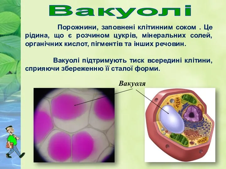 Вакуолі Порожнини, заповнені клітинним соком . Це рідина, що є