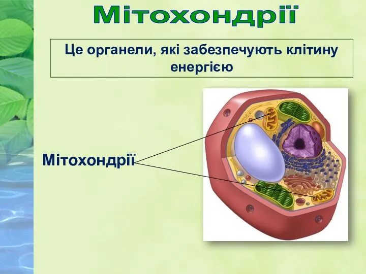 Мітохондрії Це органели, які забезпечують клітину енергією Мітохондрії