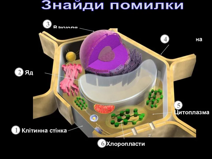 Хлоропласти Вакуоля Ядро Мембрана Знайди помилки Цитоплазма Клітинна стінка 2 3 1 6 5 4