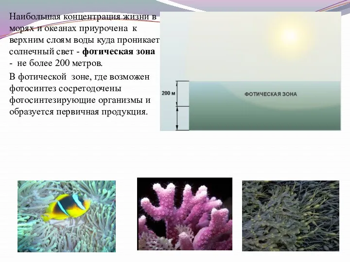 Наибольшая концентрация жизни в морях и океанах приурочена к верхним