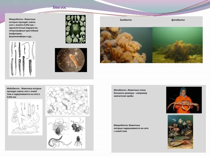 Бентос Бентос