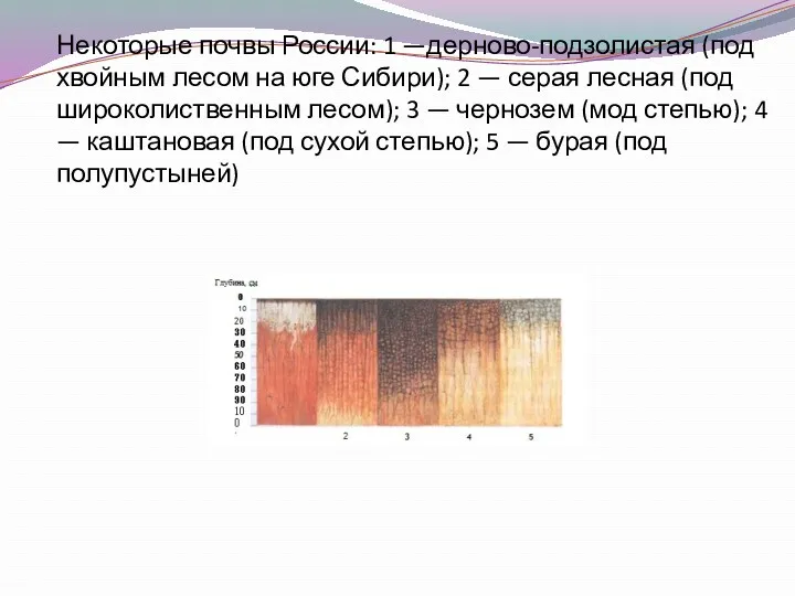 Некоторые почвы России: 1 —дерново-подзолистая (под хвойным лесом на юге