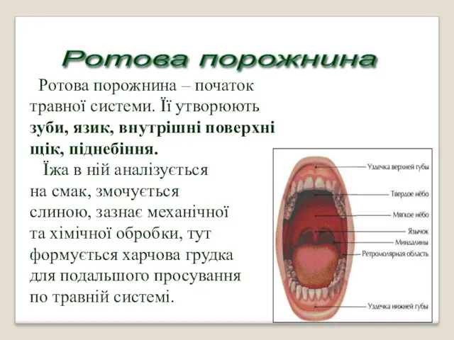 Ротова порожнина – початок травної системи. Її утворюють зуби, язик,
