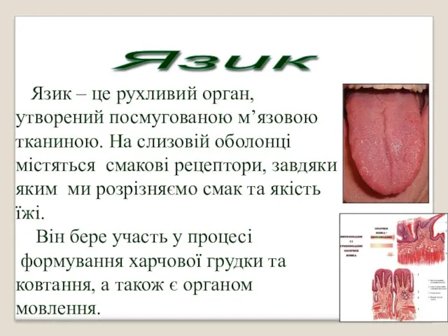 Язик – це рухливий орган, утворений посмугованою м’язовою тканиною. На
