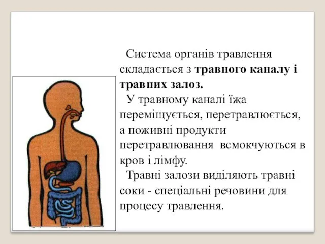 Система органів травлення складається з травного каналу і травних залоз.