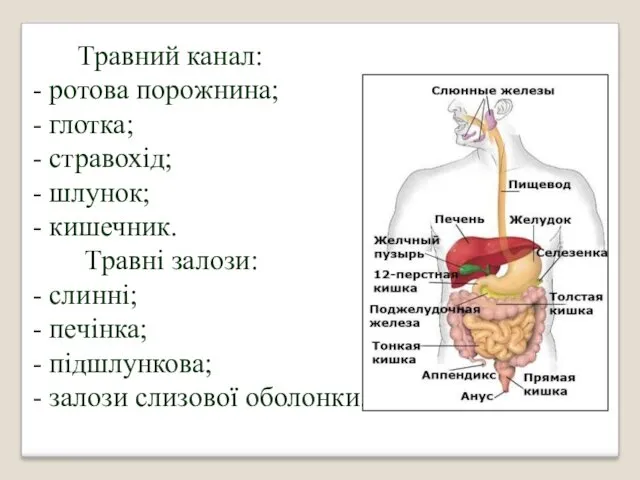 Травний канал: ротова порожнина; глотка; стравохід; шлунок; кишечник. Травні залози: слинні; печінка; підшлункова; залози слизової оболонки.