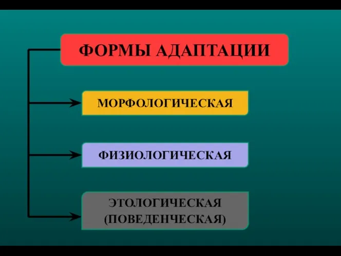 ФОРМЫ АДАПТАЦИИ МОРФОЛОГИЧЕСКАЯ ФИЗИОЛОГИЧЕСКАЯ ЭТОЛОГИЧЕСКАЯ (ПОВЕДЕНЧЕСКАЯ)