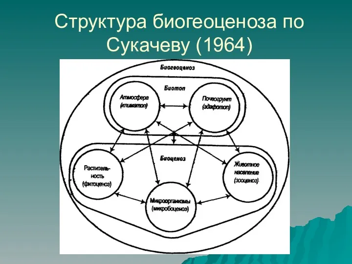 Структура биогеоценоза по Сукачеву (1964)