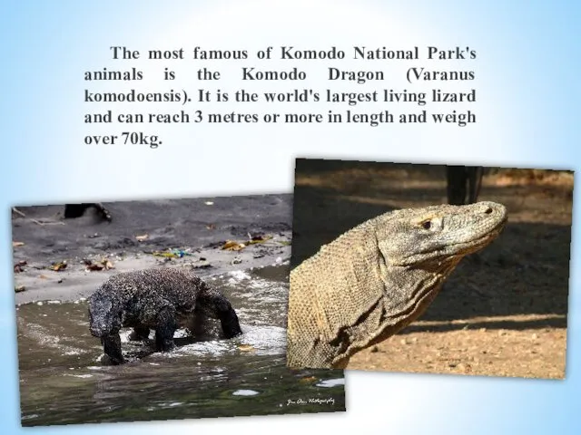 Flora and fauna The most famous of Komodo National Park's