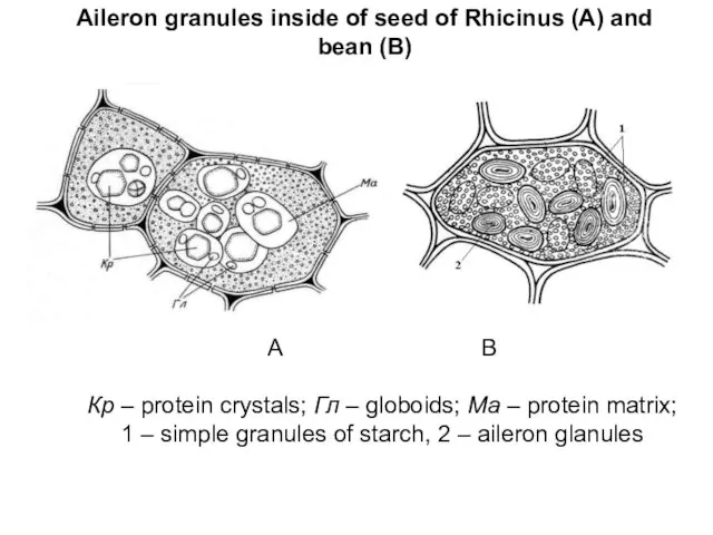 Aileron granules inside of seed of Rhicinus (А) and bean