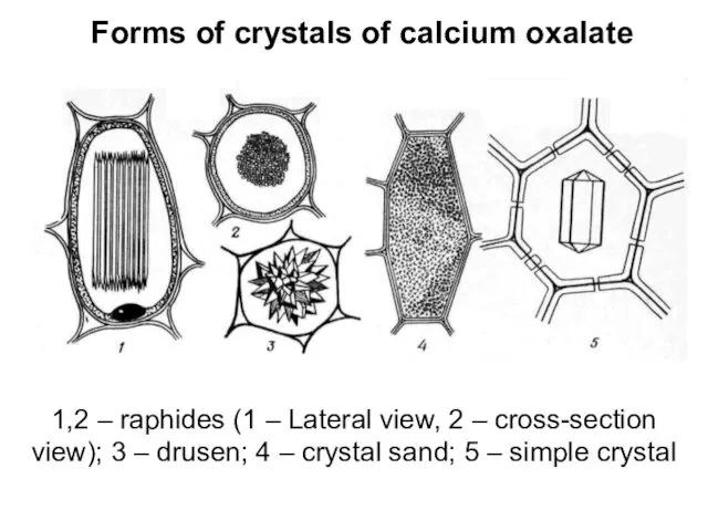 Forms of crystals of calcium oxalate 1,2 – raphides (1