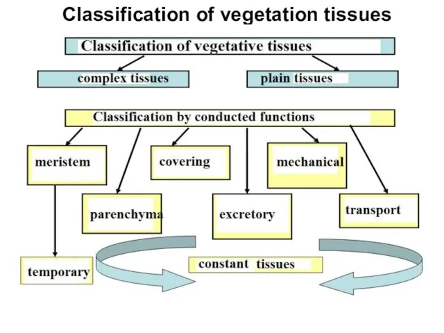 Classification of vegetation tissues