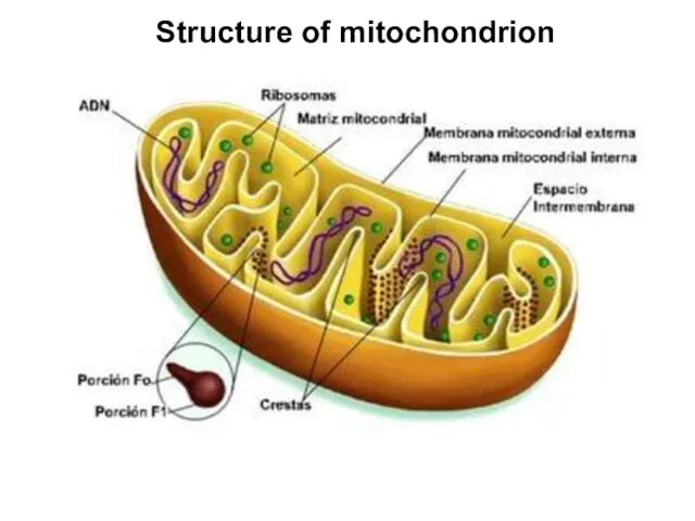 Structure of mitochondrion