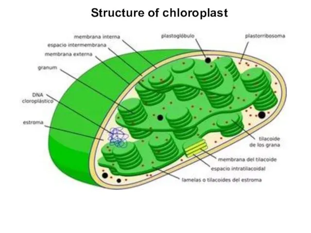 Structure of chloroplast