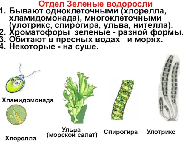 Отдел Зеленые водоросли Бывают одноклеточными (хлорелла, хламидомонада), многоклеточными (улотрикс, спирогира,