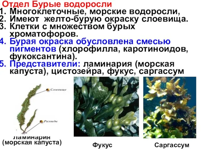 Отдел Бурые водоросли Многоклеточные, морские водоросли, Имеют желто-бурую окраску слоевища.