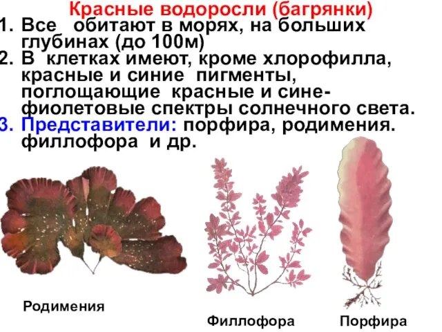 Красные водоросли (багрянки) Все обитают в морях, на больших глубинах