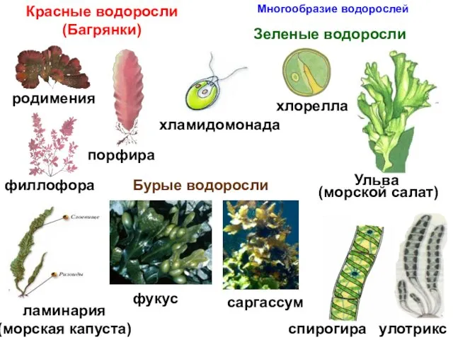 Многообразие водорослей Красные водоросли (Багрянки) Зеленые водоросли спирогира улотрикс хламидомонада