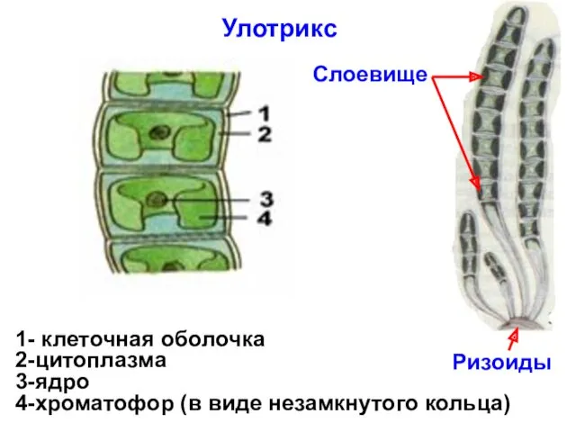 Улотрикс 1- клеточная оболочка 2-цитоплазма 3-ядро 4-хроматофор (в виде незамкнутого кольца) Ризоиды Слоевище