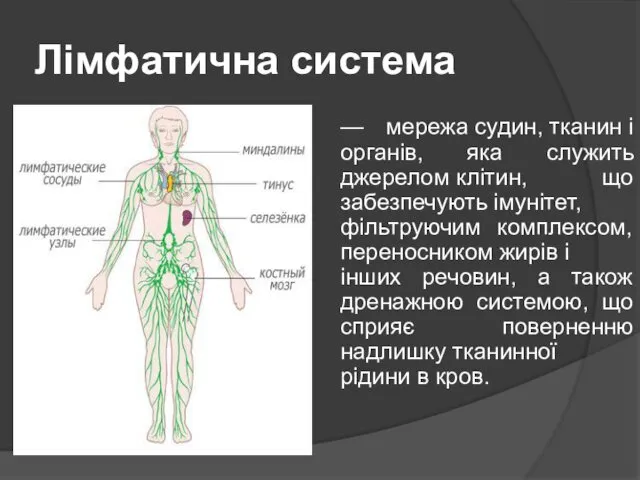 Лімфатична система — мережа судин, тканин і органів, яка служить джерелом клітин, що