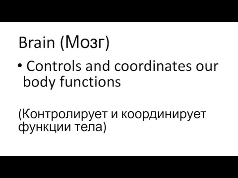 Brain (Мозг) Controls and coordinates our body functions (Контролирует и координирует функции тела)