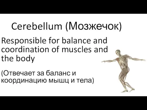 Cerebellum (Мозжечок) Responsible for balance and coordination of muscles and the body (Отвечает