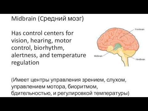 Midbrain (Cредний мозг) Has control centers for vision, hearing, motor control, biorhythm, alertness,