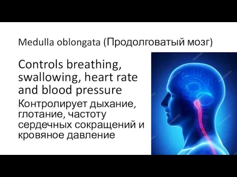Medulla oblongata (Продолговатый мозг) Controls breathing, swallowing, heart rate and blood pressure Контролирует